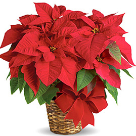 Poinsettia in Basket