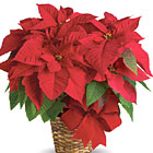 Poinsettia in Basket