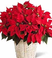 FTD Poinsettia Basket (Large)
