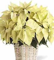 FTD White Poinsettia Basket (Large)