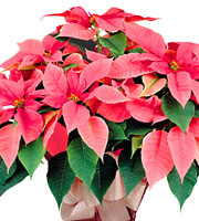 Fancy Poinsettia Plant