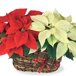 Twin Poinsettia Basket