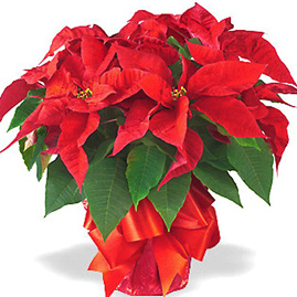 Holiday Poinsettia Plant Gift