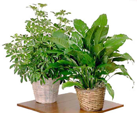 Home or Office Floor Plant